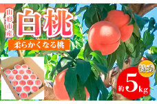 山形市産 白桃 特秀品 約5kg (12～20玉) 柔らかくなる桃 【令和7年産先行予約】FS24-757