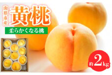 山形市産 黄桃 秀品 2kg(４～８玉) 柔らかくなる桃 【令和7年産先行予約】FS24-758