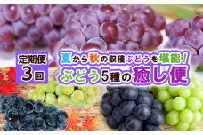 【定期便3回】ぶどう5種の癒し便 【令和7年産先行予約】FS24-791