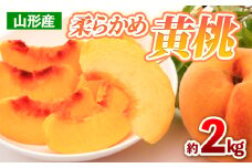 山形産 柔らかめ 黄桃 約2kg(4～9玉) 【令和7年産先行予約】FS24-704