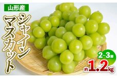 山形産 シャインマスカット 約1.2kg(2～3房) 【令和7年産先行予約】FS24-708