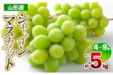 山形産 シャインマスカット 約5kg(4～9房) 【令和7年産先行予約】FS24-711
