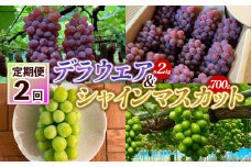 【定期便2回】デラウエア 約2kg 10房～16房＆シャインマスカット 約700g 1房 FY25-004