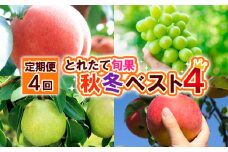 【定期便4回】とれたて旬果 秋冬ベスト4 FY25-019