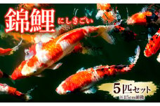 錦鯉 5匹セット (15cm前後) FY25-120