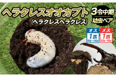ヘラクレスオオカブト(ヘラクレスヘラクレス)３令中期幼虫ペア(オス1匹、メス1匹) FY25-205