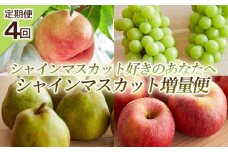 【定期便4回】シャインマスカット好きのあなたへ シャインマスカット増量便 FY25-224