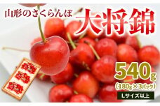 山形のさくらんぼ 大将錦 540g Lサイズ以上 (180g×3パック) 【令和8年産先行予約】FS25-017