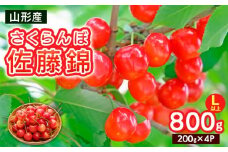 さくらんぼ Lサイズ以上 佐藤錦 800g(200g×4パック)【令和8年産先行予約】FS25-066