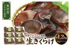 《先行予約》【 期間限定 】 生きくらげ 計 1.2kg （ 200g × 6パック ）〔 2025年 6月 ～ 10月 中旬頃お届け 〕 米沢産 栽培期間中 農薬不使用 きくらげ きのこ 冷蔵