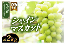 《 数量限定 》 【 令和7年産 】 シャインマスカット 2kg 3 ～ 4房 ぶどう〔  9月中旬 ～ 下旬頃からお届け 〕 2025年産 農家直送 産地直送 