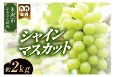 《 数量限定 》 【 令和7年産 】 シャインマスカット 2kg 3 ～ 4房 ぶどう〔  9月中旬 ～ 下旬頃からお届け 〕 2025年産 農家直送 産地直送 