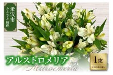アルストロメリア 1束 ( 10本 入り ) 〔 ホワイト系 〕 花 生花