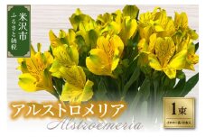 アルストロメリア 1束 ( 10本 入り ) 〔 イエロー系 〕 花 生花