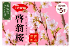 《 先行予約 》 【 年内発送 / 数量限定 】 啓翁桜 ( けいおうざくら ) 80cm × 5本 花 生花 枝花