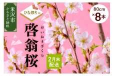 《 先行予約 》 【 ひなまつり用 / 数量限定 】 啓翁桜 ( けいおうざくら ) 80cm × 8本 花 生花 枝花