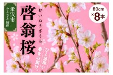 啓翁桜 ( けいおうざくら ) 80cm × 8本 〔1月中旬頃 ～ お届け 〕 花 生花 枝花