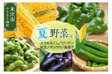 《 先行予約 》 【 令和7年産 】 夏野菜 セット トウモロコシ ピーマン 長茄子 キュウリ 枝豆 〔 8月上旬～下旬頃お届け 〕 2025年産