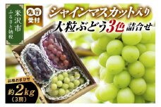 《 数量限定 》 【 令和7年産 】 シャインマスカット 入り 3色 大粒 ぶどう 詰合せ 2.0kg 3房 〔 9月中旬 ～ 下旬頃 お届け 〕 2025年産 白ぶどう 赤ぶどう 黒ぶどう 農家直送 産地直送