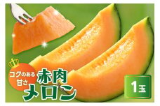 《先行予約》〔 令和7年産 〕赤肉メロン（クインシー719）１玉〔 2025年7月中旬～8月中旬頃お届け 〕 2kg 程度 2025年