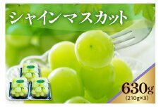 《 先行予約 / 令和7年産 》 【 数量限定 】シャインマスカット 3パック〔 2025年9月中旬頃 ～ お届け 〕 ぶどう 白ぶどう 2025年産 
