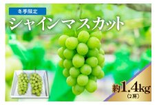 《 令和6年産 》【冬季限定】完熟シャインマスカット 2房 1.4kg 〔12月中旬頃 ～ お届け 〕 ぶどう 白ぶどう 2024年産 