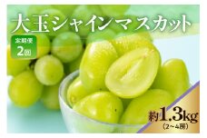 《 先行予約 / 令和7年産 》【 定期便 】 山形県産 大玉シャインマスカット 1.3kg  (2〜4房) 2回〔 2025年9月下旬頃 ～ お届け 〕 ぶどう 白ぶどう 2025年産 