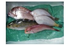 A51-252　 庄内浜鮮魚セット(下処理済み)４～６種類