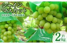 【令和7年産先行予約】 シャインマスカット 約2kg 山形県鶴岡産　産直あぐり　K-755