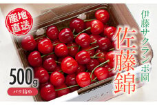 【令和7年産先行予約】さくらんぼ「佐藤錦」バラ詰め 500g 山形県鶴岡産 伊藤サクランボ園　K-734