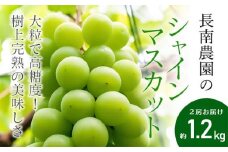 【令和7年産先行予約】 シャインマスカット 2房 約1.2kg　山形県鶴岡市産　長南農園