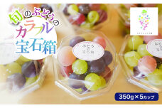【令和7年産先行予約】お楽しみ！旬のぶどうのカラフル宝石箱 350g×5カップ　カラフルぶどう園
