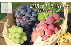 【令和7年産先行予約】高級ぶどう詰合せ 約2kg　カラフルぶどう園