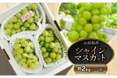 【令和7年産先行予約】鶴岡市産 シャインマスカット 約2kg（2～4房） 　齋藤農園（齋藤 英喜）