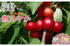 【令和7年産先行予約】 さくらんぼ 紅さやか Lサイズ バラ詰め 1kg(500g×2) 山形県鶴岡市産　丸富農園