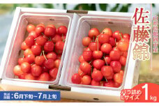 【令和7年産先行予約】佐藤錦 バラ詰め Lサイズ 1kg　もぎたて「初夏の味覚」さくらんぼ　丸忠農園