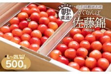 【令和8年産先行予約】さくらんぼ 佐藤錦 L～2Lサイズ混合 バラ詰め 500g 鶴岡市産　大膳農園