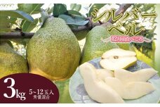【令和7年産 先行予約】シルバーベル（洋梨）約3kg（5～12玉入）　庄内産直センター