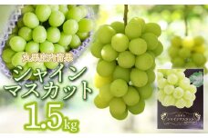 【令和7年産先行予約】シャインマスカット 約1.5kg 丸果庄内青果