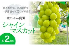 【令和7年産先行予約】 大人気 シャインマスカット 約2kg（約3～4房） 山形県鶴岡産 重ちゃん農園