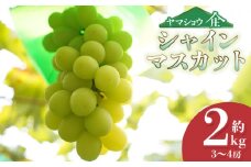 【令和7年産先行予約】シャインマスカット 約2kg (3~4房) 山形県鶴岡市産 ヤマショウ