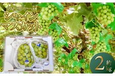 【令和7年産 先行予約】シャインマスカット 約2kg　(2～3房)　山形県鶴岡市産　かなでファーム