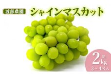 【令和7年産先行予約】 シャインマスカット 約2kg(3～4房)　山形県鶴岡市 渡部農園