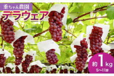 【令和7年産先行予約】 デラウェア 約1kg　（約5～11房） 家庭用　山形県鶴岡産　重ちゃん農園