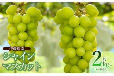 【令和7年産先行予約】 シャインマスカット 約2kg (3～4房) 山形県鶴岡市 伊藤農園