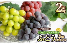【令和7年産先行予約】 シャインマスカット入り 3種おまかせ ぶどう セット 約2kg　伊藤農園
