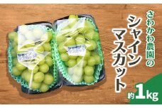 【令和7年産先行予約】シャインマスカット 1kg（2房）山形県鶴岡市産　さわかわ農園