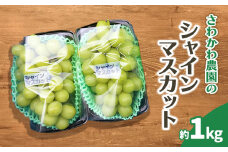 【令和7年産先行予約】シャインマスカット 1kg（2房）山形県鶴岡市産　さわかわ農園