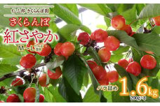 【令和8年産先行予約】 さくらんぼ 紅さやか （M～Lサイズ 混合） バラ詰め 1.6kg (200g×8パック)　1箱　山形県鶴岡産　仁三郎さくらんぼ園
