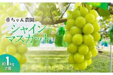 【令和7年産先行予約】 大人気 シャインマスカット 2房 （約1kg） 山形県鶴岡産 重ちゃん農園